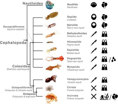 The evolution of predator avoidance in cephalopods: A case of brain over brawn?